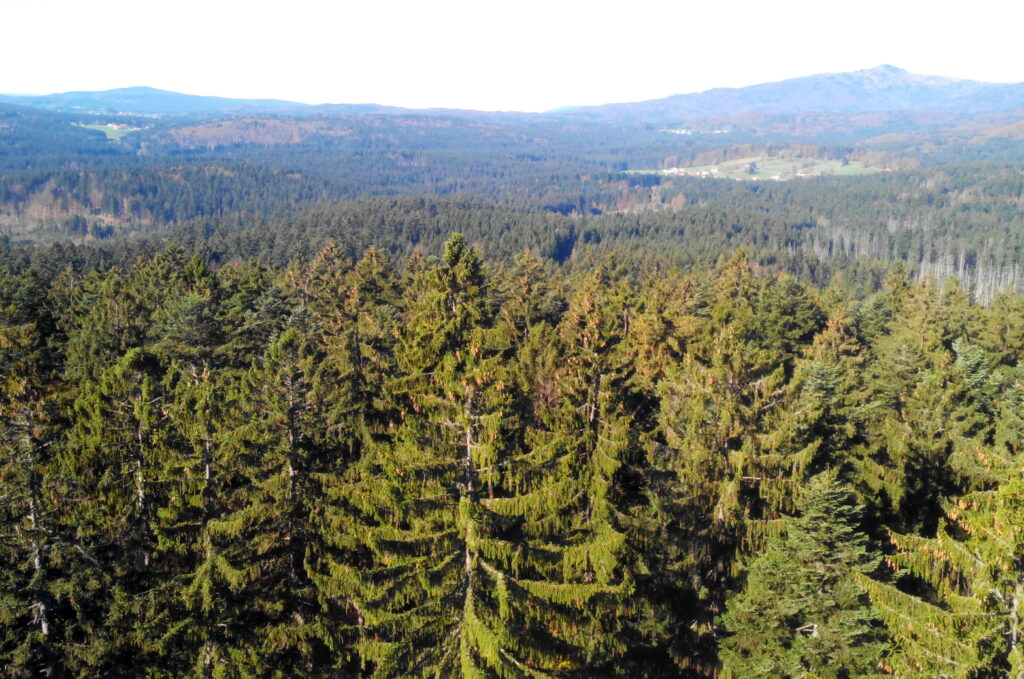 Allemagne: Balade au sommet des arbres dans la forêt bavaroise