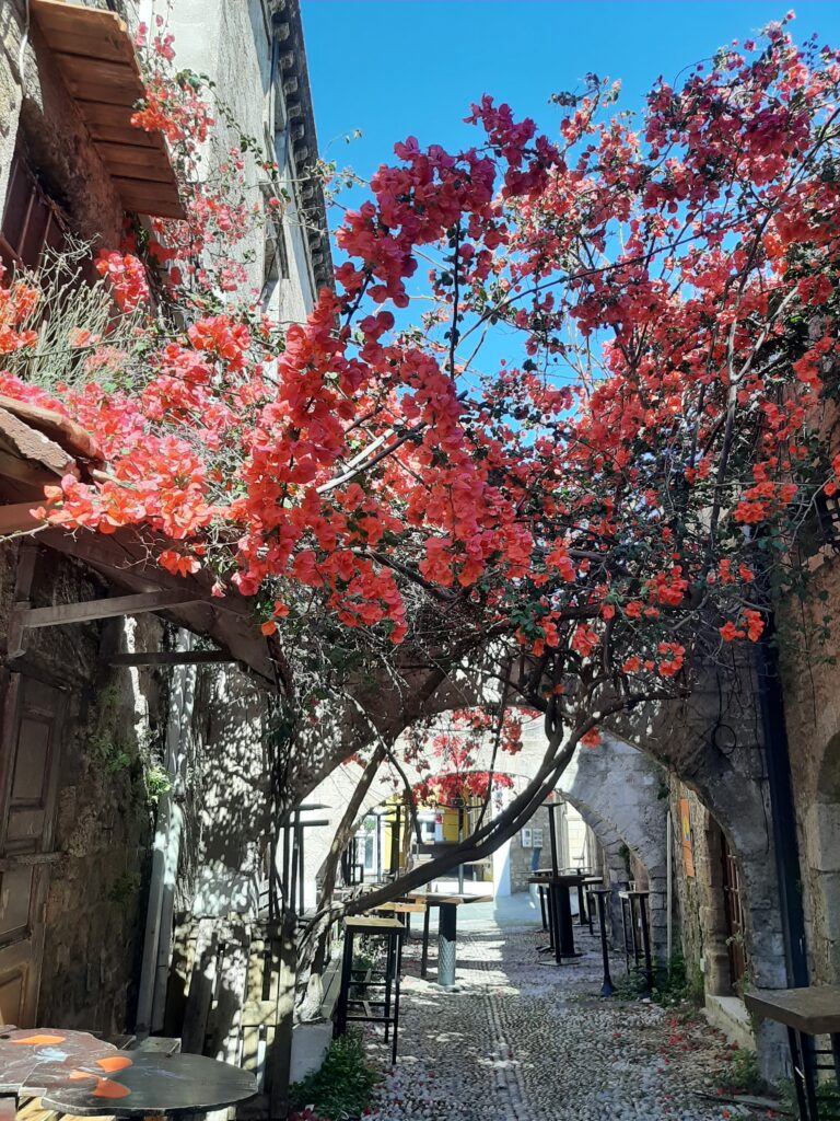 bougainvilliers